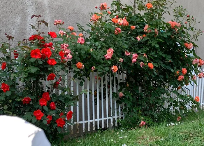 Aurora スメデレヴォ